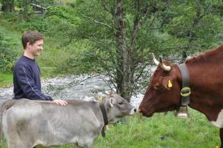 Kuh und Kalb